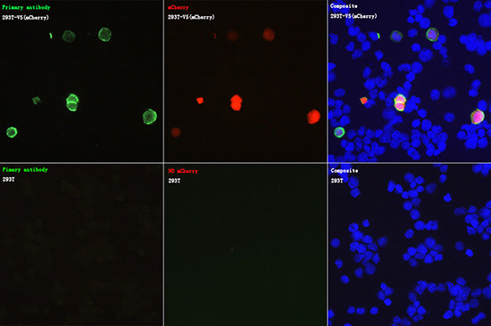 Rabbit anti V5-Tag mAb