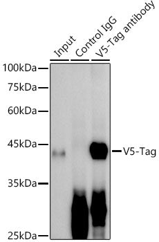 Rabbit anti V5-Tag mAb