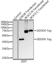 DDDDK-Tag Rabbit mAb