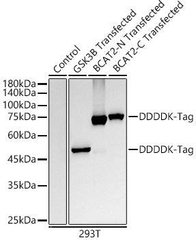 DDDDK-Tag Rabbit mAb