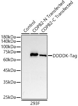 DDDDK-Tag Rabbit mAb