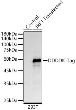 DDDDK-Tag Rabbit mAb