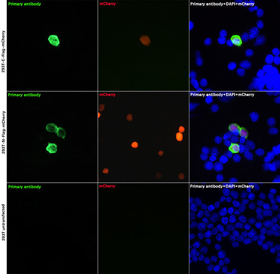 DDDDK-Tag Rabbit mAb