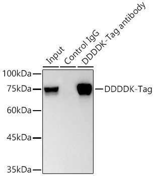 DDDDK-Tag Rabbit mAb