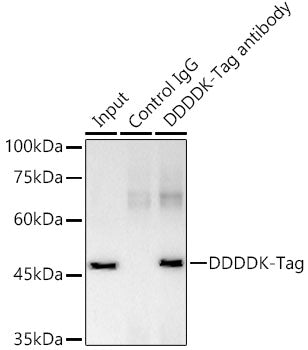 DDDDK-Tag Rabbit mAb
