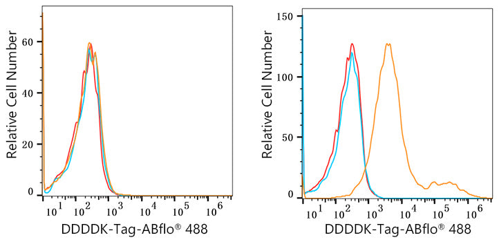 DDDDK-Tag Rabbit mAb
