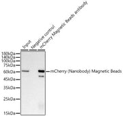 Magnetic beads-conjugated anti-mCherry VHH Single Domain antibody