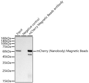 Magnetic beads-conjugated anti-mCherry VHH Single Domain antibody