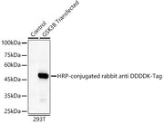 HRP-conjugated Rabbit anti DDDDK-Tag mAb
