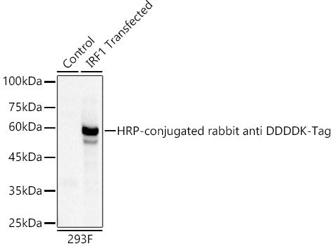 HRP-conjugated Rabbit anti DDDDK-Tag mAb