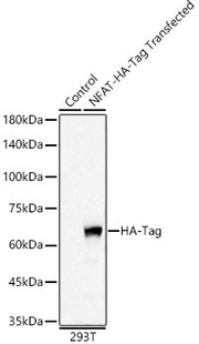 HA-Tag Rabbit mAb