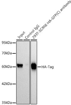 HA-Tag Rabbit mAb
