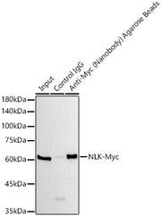 Agarose beads-conjugated anti-Myc VHH Single Domain antibody