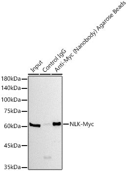 Agarose beads-conjugated anti-Myc VHH Single Domain antibody
