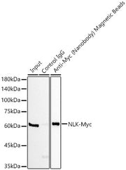 Magnetic beads-conjugated anti-Myc VHH Single Domain antibody
