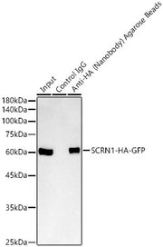 Agarose beads-conjugated anti-HA VHH Single Domain antibody