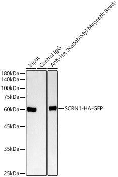 Magnetic beads-conjugated anti-HA VHH Single Domain antibody