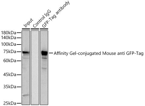 Affinity Gel-conjugated Mouse anti GFP-Tag mAb