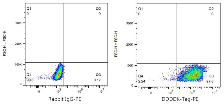 PE Mouse anti DDDDK-Tag mAb (C-terminal)