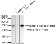 Magnetic Beads-conjugated Mouse anti GFP-Tag mAb