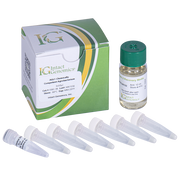 AGL1 Agrobacterium Chemically Competent Cells