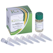 AGL1 (pSoup) Agrobacterium ElectroCompetent Cells