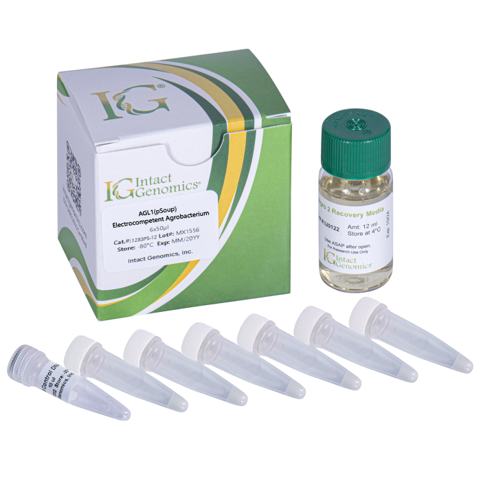 AGL1 (pSoup) Agrobacterium ElectroCompetent Cells