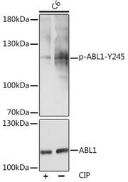 Phospho-c-Abl-Y245 Rabbit pAb