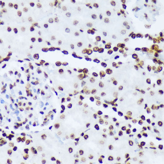 Phospho-c-Abl-Y245 Rabbit pAb