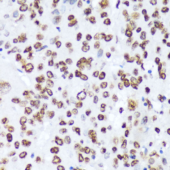 Phospho-c-Abl-Y245 Rabbit pAb