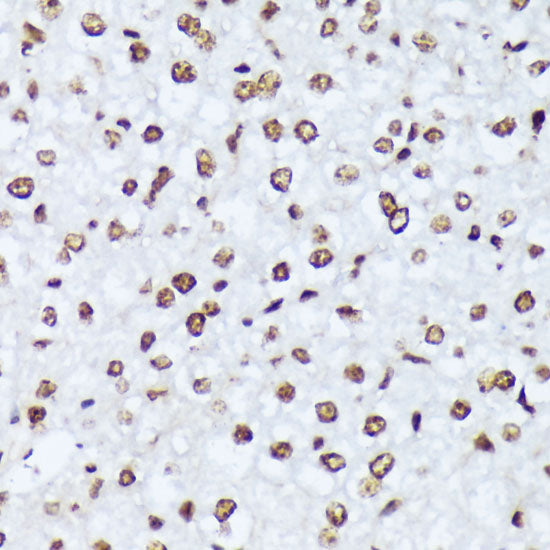 Phospho-c-Abl-Y245 Rabbit pAb