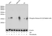 Phospho-Histone H3-S10 Rabbit mAb