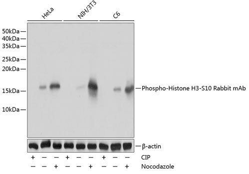 Phospho-Histone H3-S10 Rabbit mAb