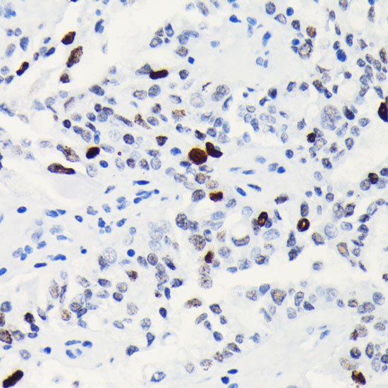 Phospho-Histone H3-S10 Rabbit mAb
