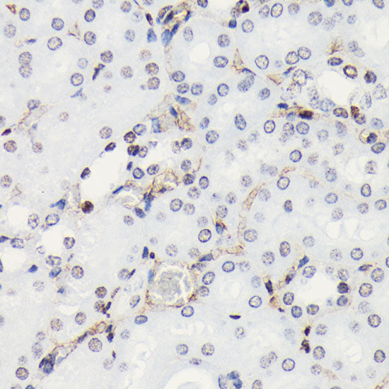 Phospho-Histone H3-S10 Rabbit mAb