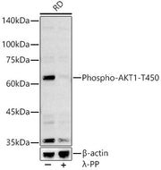 Phospho-AKT1-T450 Rabbit pAb