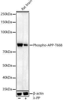 Phospho-APP-T668 Rabbit pAb