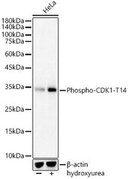 Phospho-CDK1-T14 Rabbit pAb