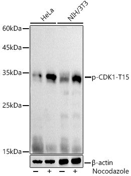 Phospho-CDK1-Y15 Rabbit pAb