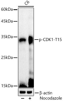 Phospho-CDK1-Y15 Rabbit pAb