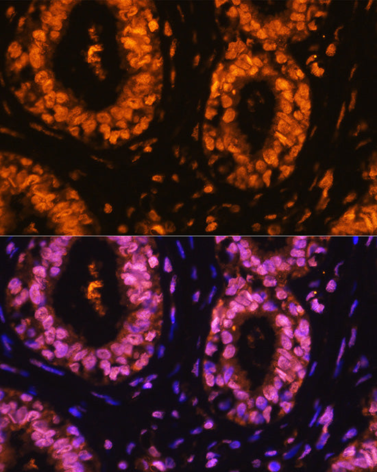 Phospho-CDK1-Y15 Rabbit pAb