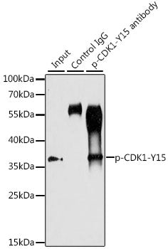 Phospho-CDK1-Y15 Rabbit pAb