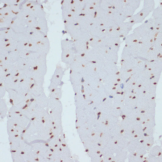 Phospho-Chk1-S280 Rabbit pAb