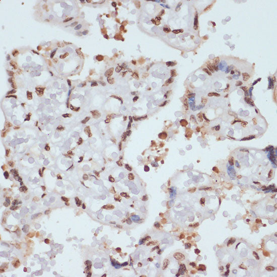 Phospho-Chk1-S280 Rabbit pAb