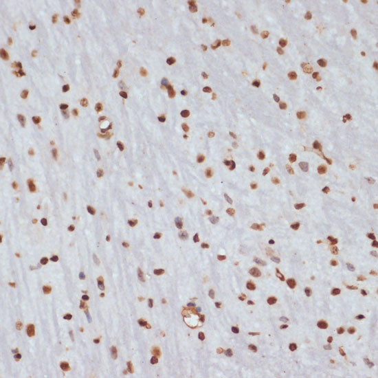 Phospho-Chk1-S280 Rabbit pAb