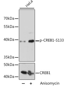 Phospho-CREB1-S133 Rabbit pAb