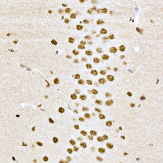 Phospho-CREB1-S133 Rabbit pAb