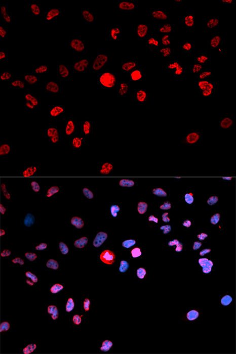 Phospho-CREB1-S133 Rabbit pAb
