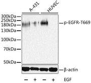 Phospho-EGFR-T669 Rabbit pAb