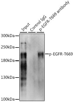 Phospho-EGFR-T669 Rabbit pAb